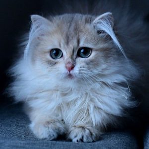 British Longhair Kitten - Linx