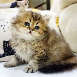 British Longhair Kitten - Lupa