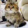 British Longhair Kitten - Lupa