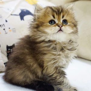 British Longhair Kitten Lupa 4