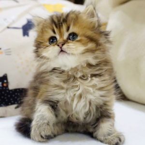 British Longhair Kitten Lupa 5