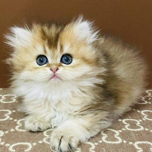 British Longhair Kitten - Napster