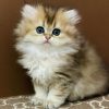 British Longhair Kitten - Napster