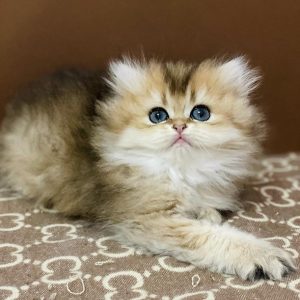 British Longhair Kitten Napster 3