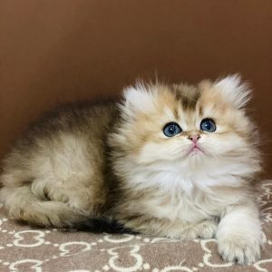 British Longhair Kitten Napster 4