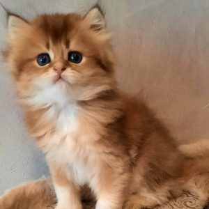 British Longhair Kitten - Nibbles