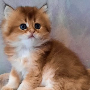 British Longhair Kitten - Nibbles