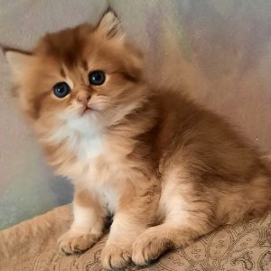 British Longhair Kitten Nibbles 3