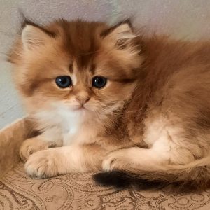 British Longhair Kitten - Nibbles