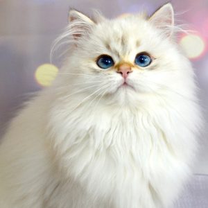 British Longhair Kitten - Pebbles