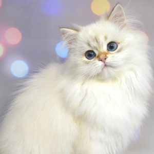 British Longhair Kitten Pebbles 2