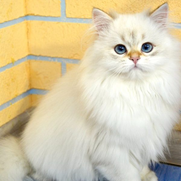 British Longhair Kitten Pebbles 3