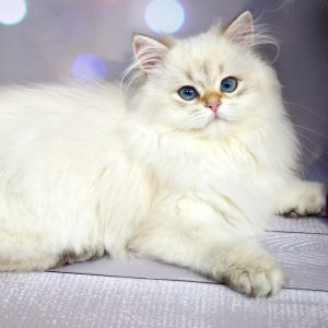 British Longhair Kitten - Pebbles