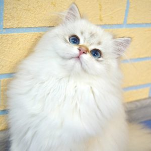 British Longhair Kitten Pebbles 4