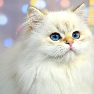 British Longhair Kitten Pebbles 7