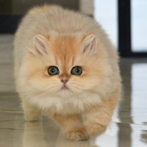 British Longhair Kitten - Picatso