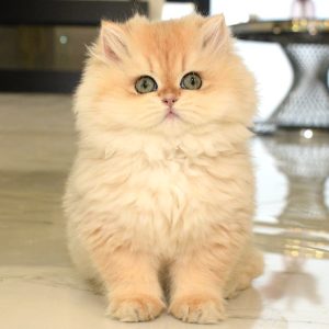 British Longhair Kitten Picatso 2