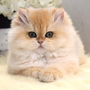 British Longhair Kitten Picatso 3