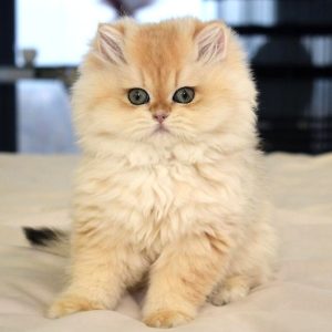 British Longhair Kitten - Picatso