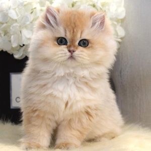 British Longhair Kitten Picatso 4