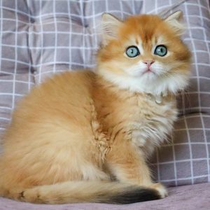 British Longhair Kitten - Pickles