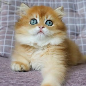 British Longhair Kitten Pickles 2