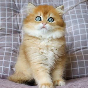 British Longhair Kitten - Pickles