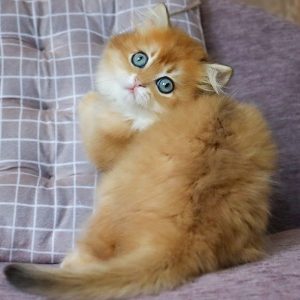 British Longhair Kitten Pickles 4