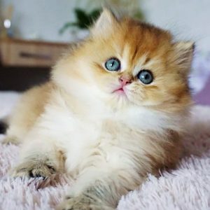 British Longhair Kitten Rory 2