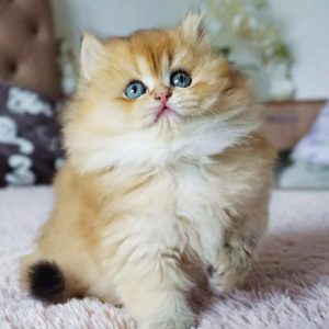 British Longhair Kitten - Rory