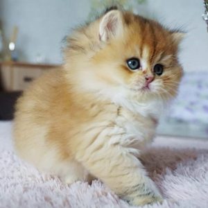 British Longhair Kitten Rory 4