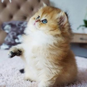 British Longhair Kitten Rory 5