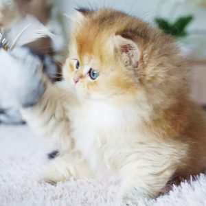 British Longhair Kitten Rory 7