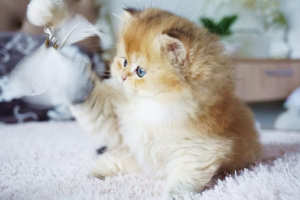 British Longhair Kitten Rory 7