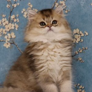 British Longhair Kitten - Sashimi