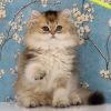 British Longhair Kitten - Sashimi