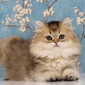 British Longhair Kitten Sashimi 2