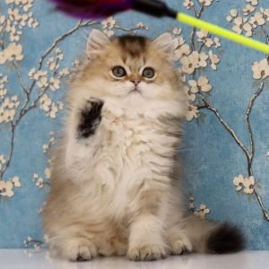 British Longhair Kitten Sashimi 3