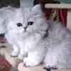 British Longhair Kitten - Sindy