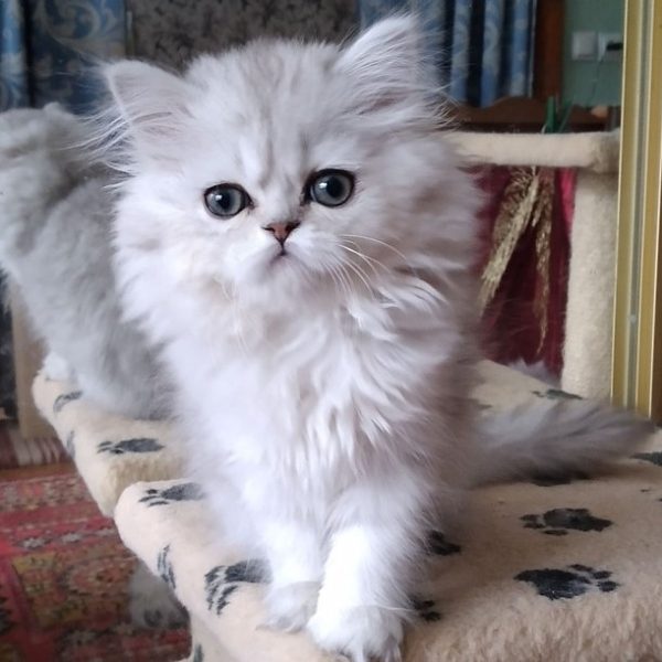 British Longhair Kitten Sindy 2