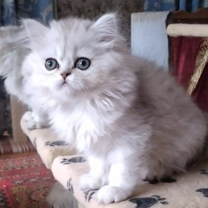 British Longhair Kitten Sindy 3