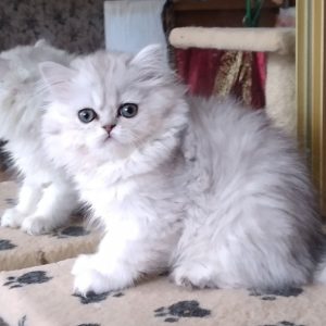 British Longhair Kitten Sindy 4