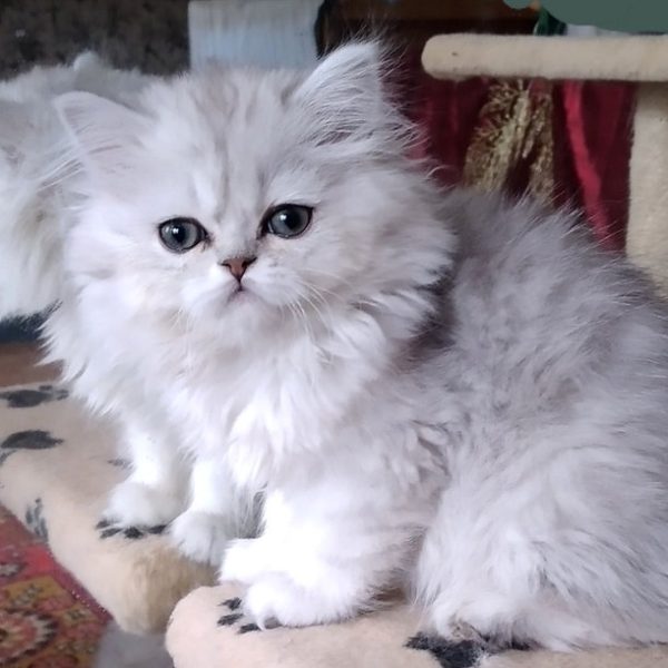 British Longhair Kitten - Sindy