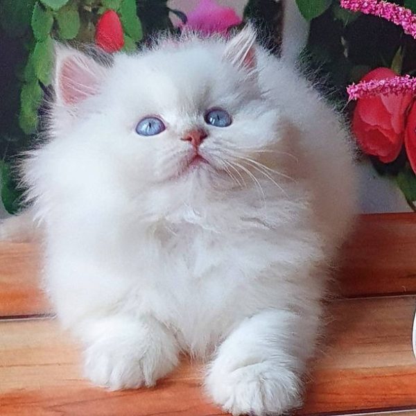 British Longhair Kitten - Toasty