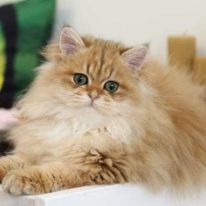 British Longhair Kitten - Vino