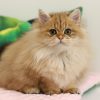 British Longhair Kitten - Vino