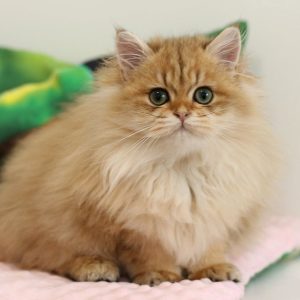 British Longhair Kitten - Vino