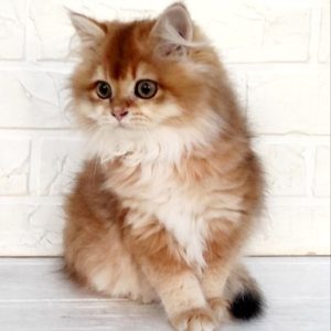 British Longhair Kitten - Waffles