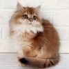 British Longhair Kitten - Waffles