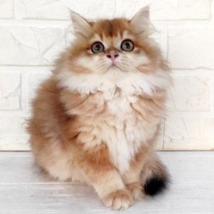 British Longhair Kitten Waffles 3